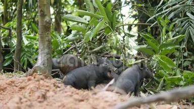 可爱的野生野猪小猪打哈欠在泰国雨林丛林。 泰国。 4K.